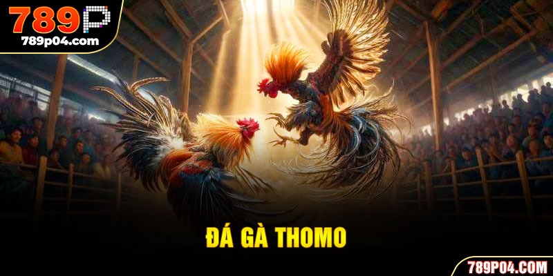 đá gà Thomo